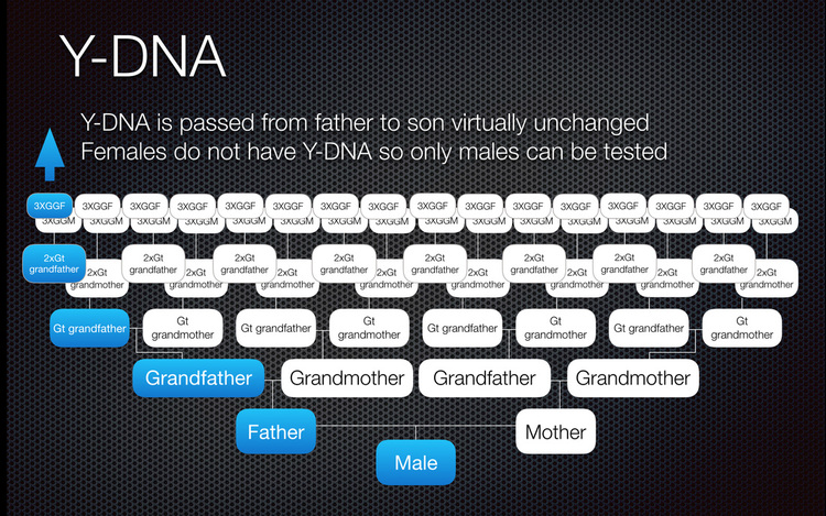 Y-DNA family tree